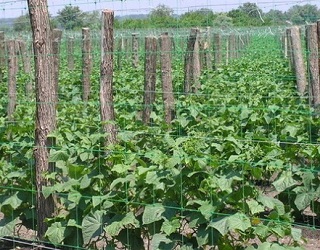 Огірки на шпалері в відкритому ґрунті добре ростуть у центрі та на заході України